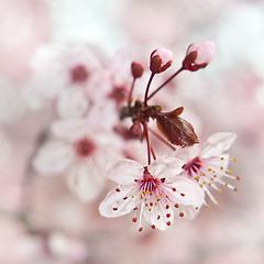 Image showing Blooming fruit tree