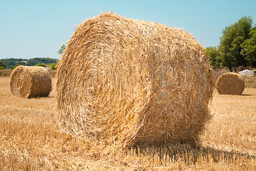 Image showing Harvested field with straw bales in summer