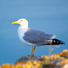 Image showing Sea gull