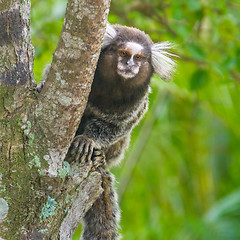 Image showing Common marmoset - Callithrix jacchus.