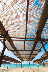 Image showing Traditional squids drying in the sun.