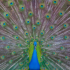 Image showing Peacock showing off