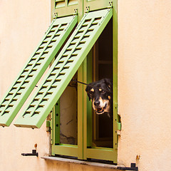 Image showing Dog looking trough the window.
