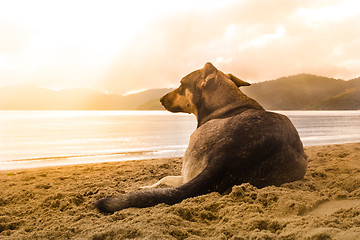 Image showing Dog on the beach.