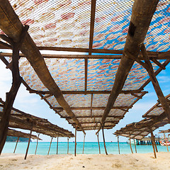 Image showing Traditional squids drying in the sun.