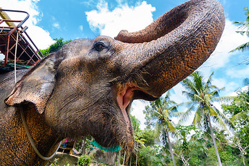 Image showing Portrait of a domestic elephant.