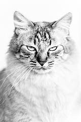 Image showing Domestic cat black and white portrait.