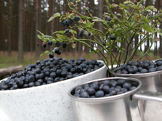 Image showing blueberries