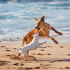 Image showing Dogs playing at the beach