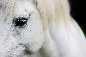 Image showing Detail of a white horse