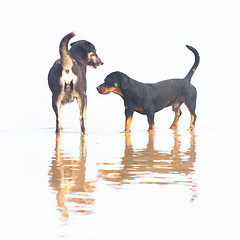 Image showing Two dogs at the beach.