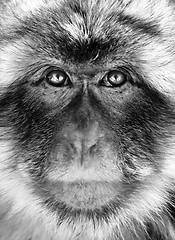Image showing Black and white monkey portrait