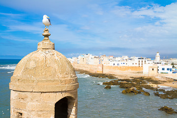 Image showing Seagull; Essaouira - Magador, Marrakech, Morocco.