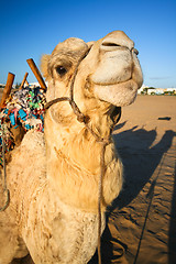 Image showing Domestic camel.