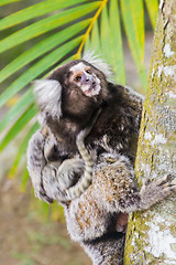 Image showing Common marmoset - Callithrix jacchus.