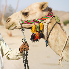 Image showing Camel