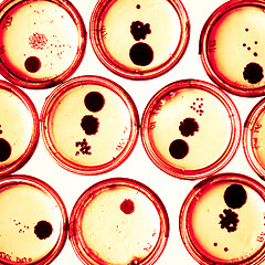 Image showing Growing Bacteria in Petri Dishes.