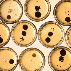 Image showing Growing Bacteria in Petri Dishes.