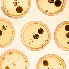 Image showing Growing Bacteria in Petri Dishes.