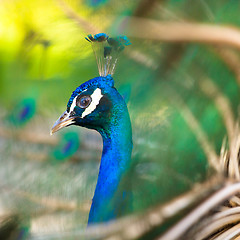 Image showing Colorful Peacock in Full Feather.