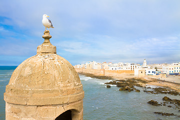 Image showing Seagull; Essaouira - Magador, Marrakech, Morocco.