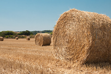 Image showing Harvested field with straw bales in summer