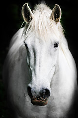 Image showing White horse.