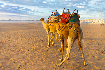 Image showing Camel caravan at the beach of Essaouira, Morocco.