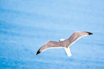 Image showing Sea gull