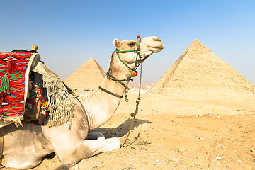 Image showing Camel at Giza pyramides, Cairo, Egypt.