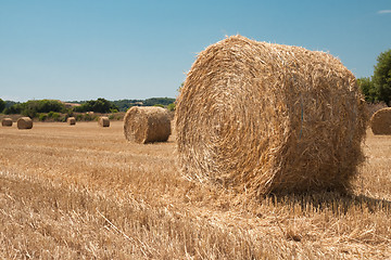 Image showing Harvested field with straw bales in summer