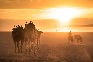 Image showing Camel caravan at the beach of Essaouira, Morocco.