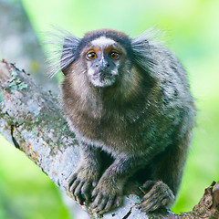 Image showing Common marmoset - Callithrix jacchus.