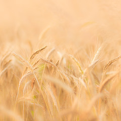 Image showing Wheat field.