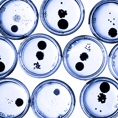 Image showing Growing Bacteria in Petri Dishes.