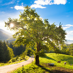 Image showing Idyllic countryside site, Alps, Slovenia, Europe.