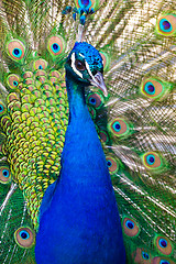 Image showing Colorful Peacock in Full Feather.