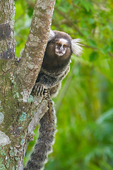 Image showing Common marmoset - Callithrix jacchus.