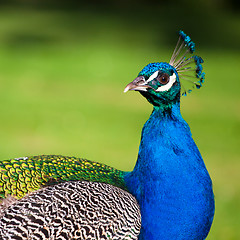 Image showing Colorful Peacock