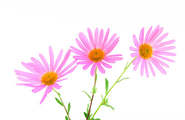 Image showing Three magenta gerbera daisies