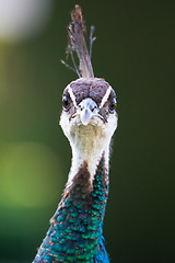 Image showing Colorful Female Peacock.