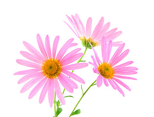 Image showing Pink gerbera daisies