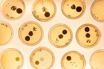 Image showing Growing Bacteria in Petri Dishes.