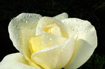 Image showing White rose with droplets