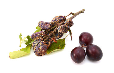 Image showing Mouldy, rotting plums in contrast with fresh, ripe fruit