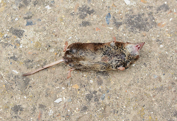 Image showing Dead mouse 