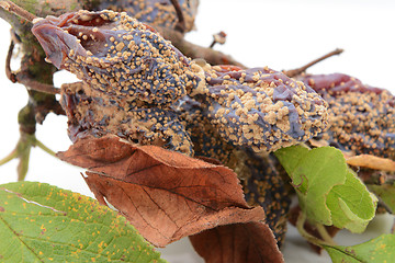 Image showing Mouldy, withered plum fruits and dead leaves