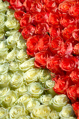 Image showing Red and white roses