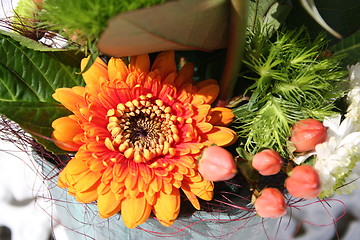 Image showing Gerbera