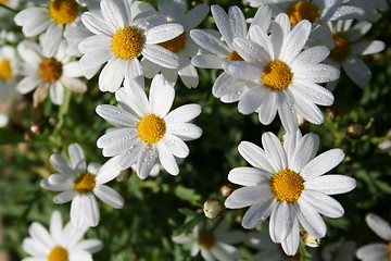 Image showing Marguerites